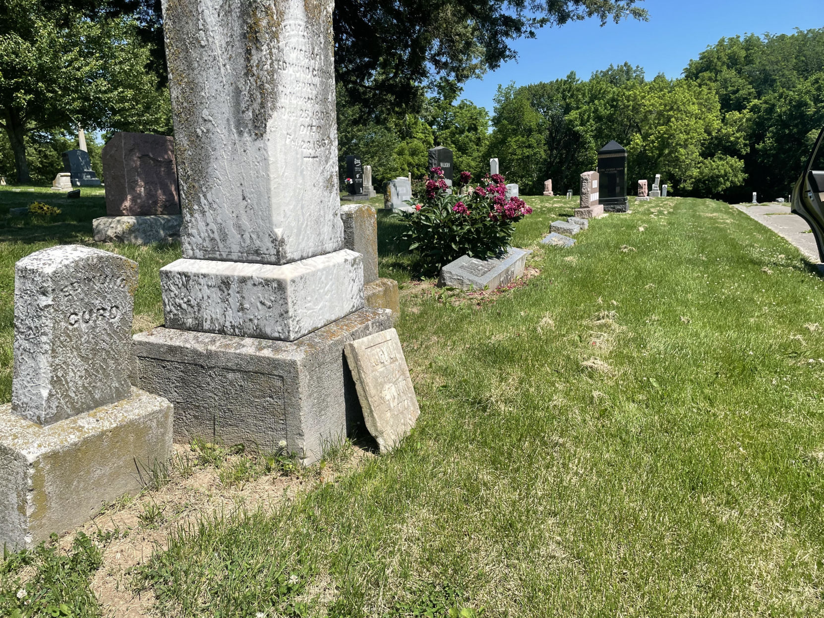 The Curd Family Plot